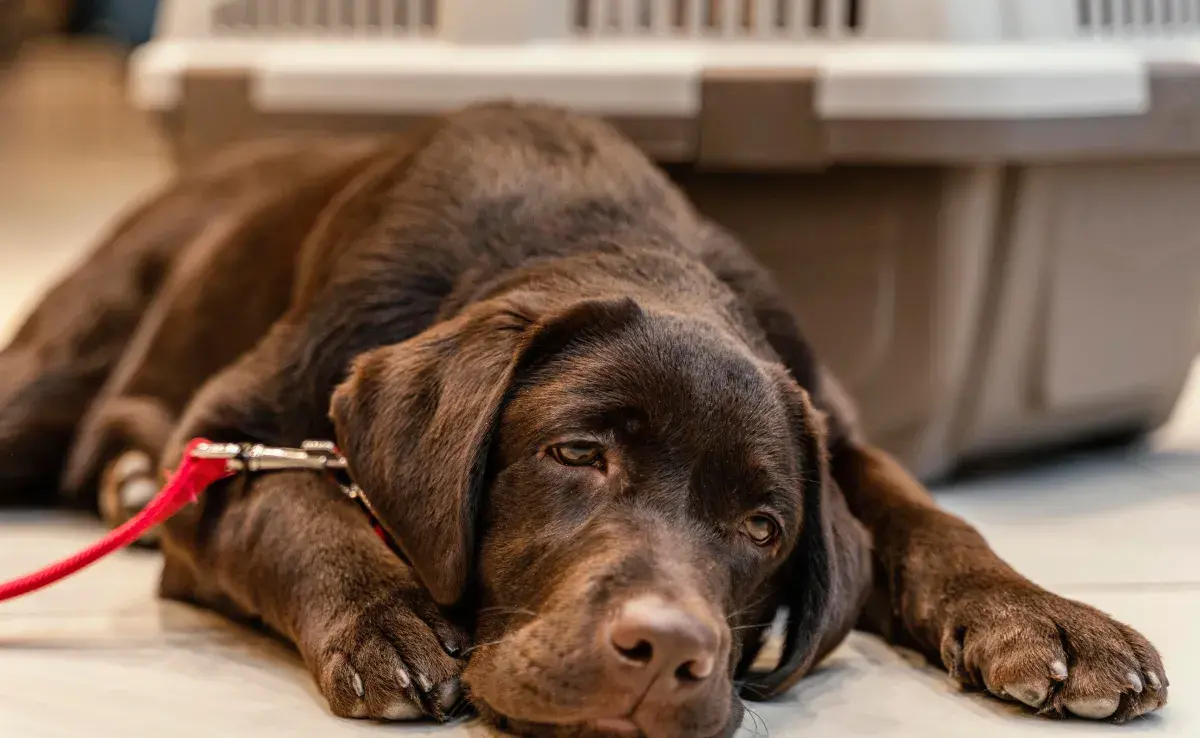 Durante el verano, mantén hidratado a tu perro para evitar golpes de calor.