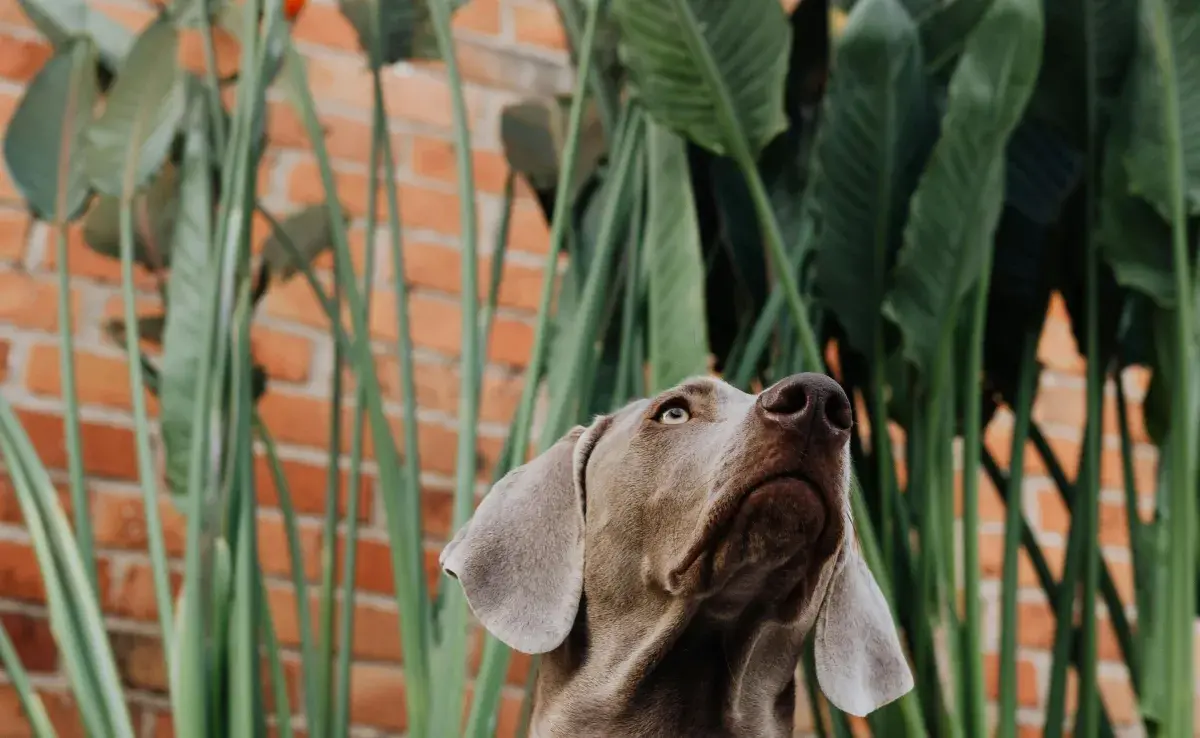 Existen plantas que le pueden provocar diarrea a tu perro. Evítalas.