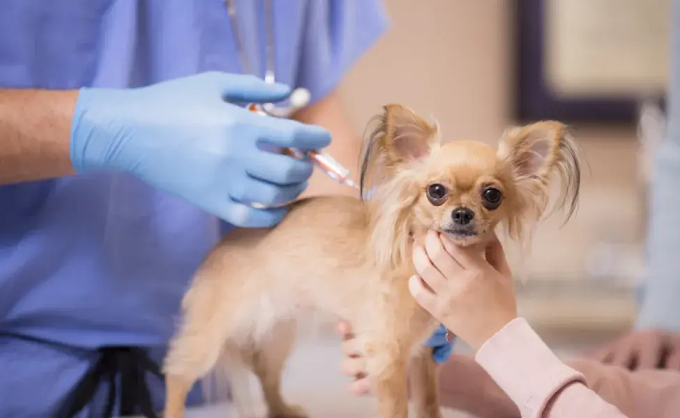Las vacunas para perro previene varias enfermedades graves que pueden comprometer la salud de tu mascota