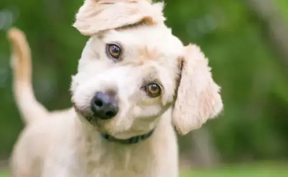 Leishmaniosis canina: ¡infórmate mejor sobre la enfermedad que puede ser fatal y se puede trasmitir a humanos!