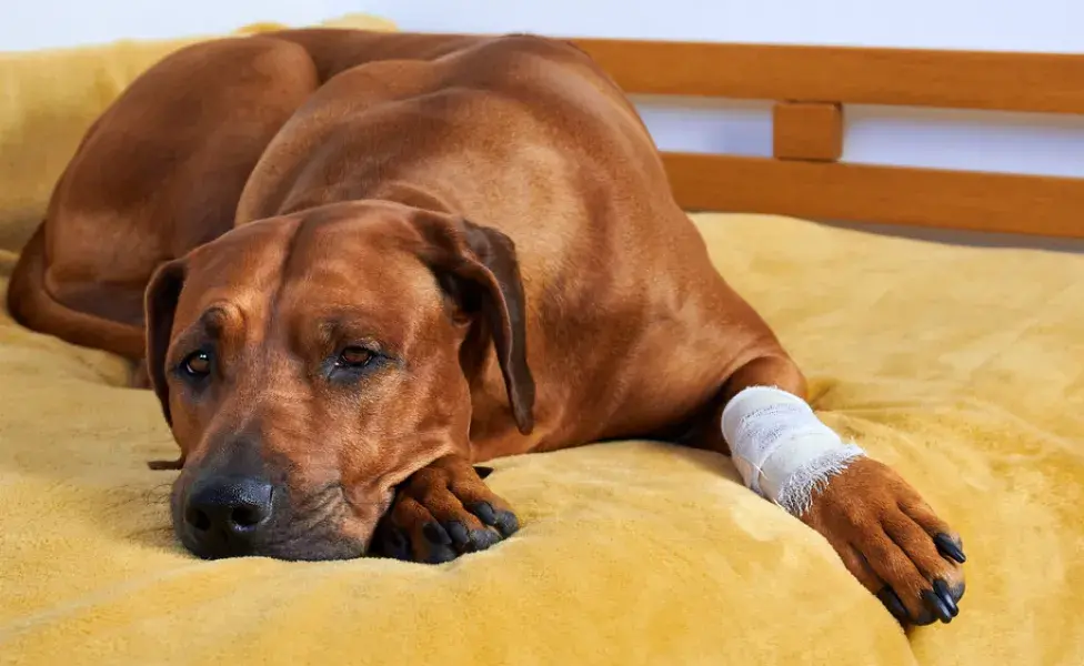 Las heridas en perro pueden tener muchas causas