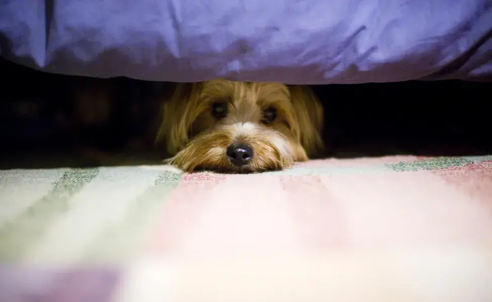 cachorro com medo debaixo da cama