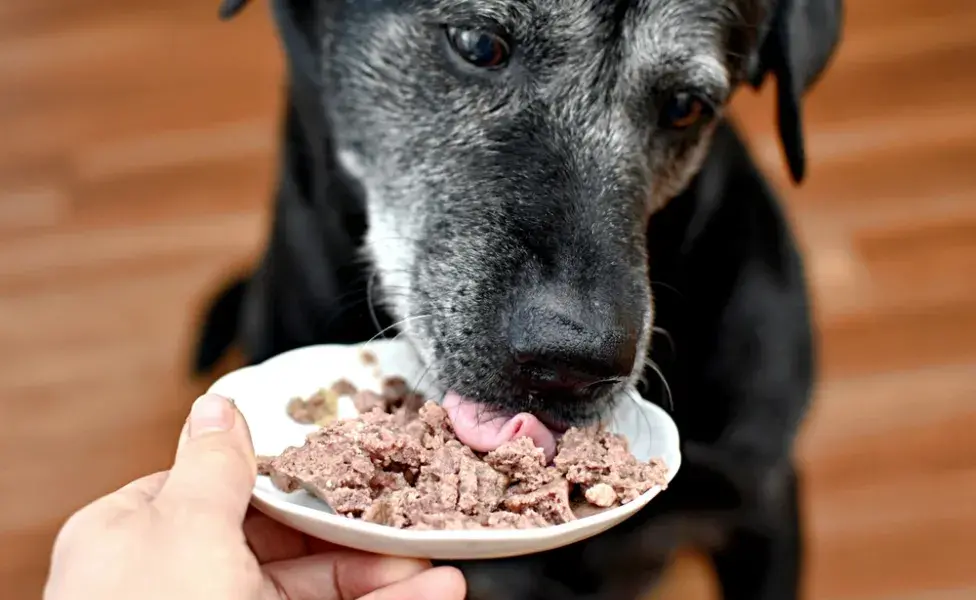 cachorro comendo sachê 