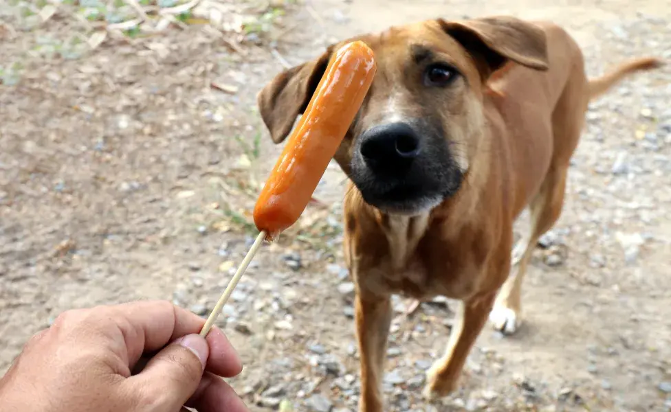 cachorro olhando uma salsicha