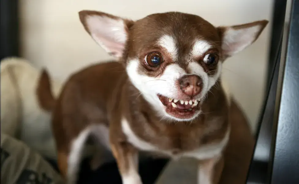 Un perro que quiere morder muestra los dientes y gruñe