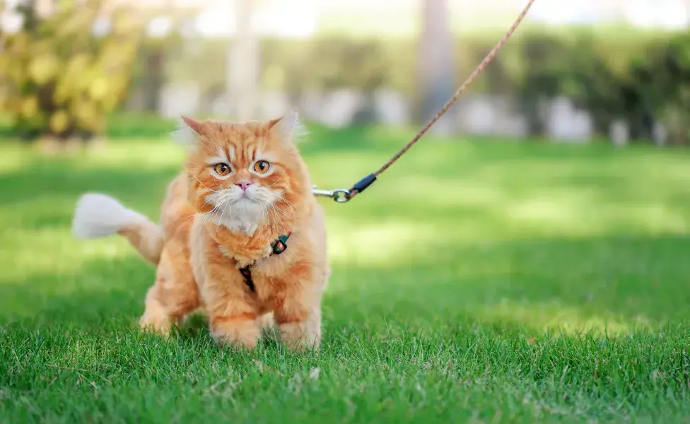 Gato amarelo no gramado usando coleira de passeio