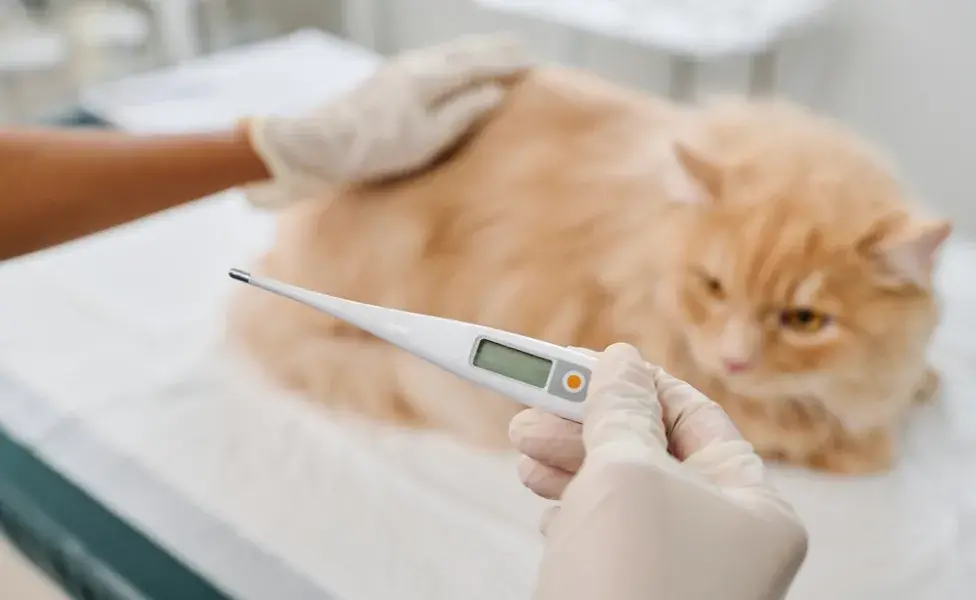 Gato amarelo no veterinário medindo a temperaura