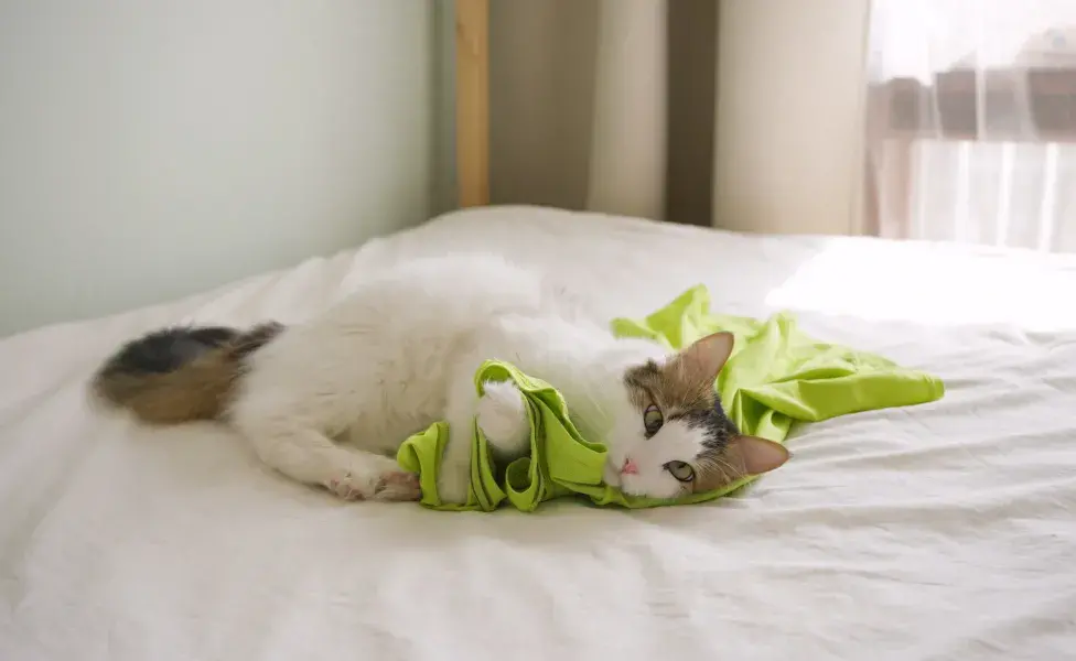 gatinho branco mordendo blusa verde em cima da cama