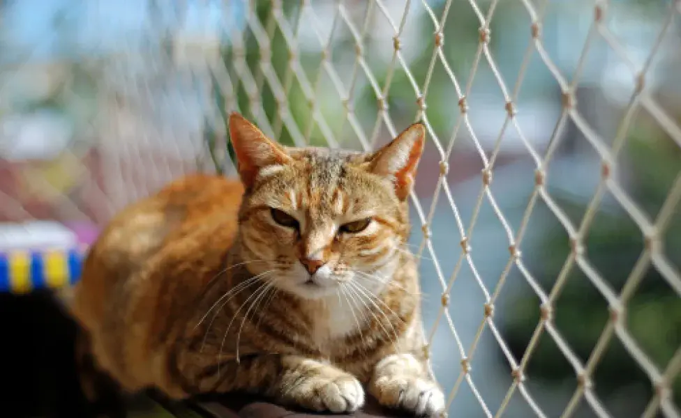 La red de protección para gatos debe impedir que el animal coloque todo el hocico en el agujero