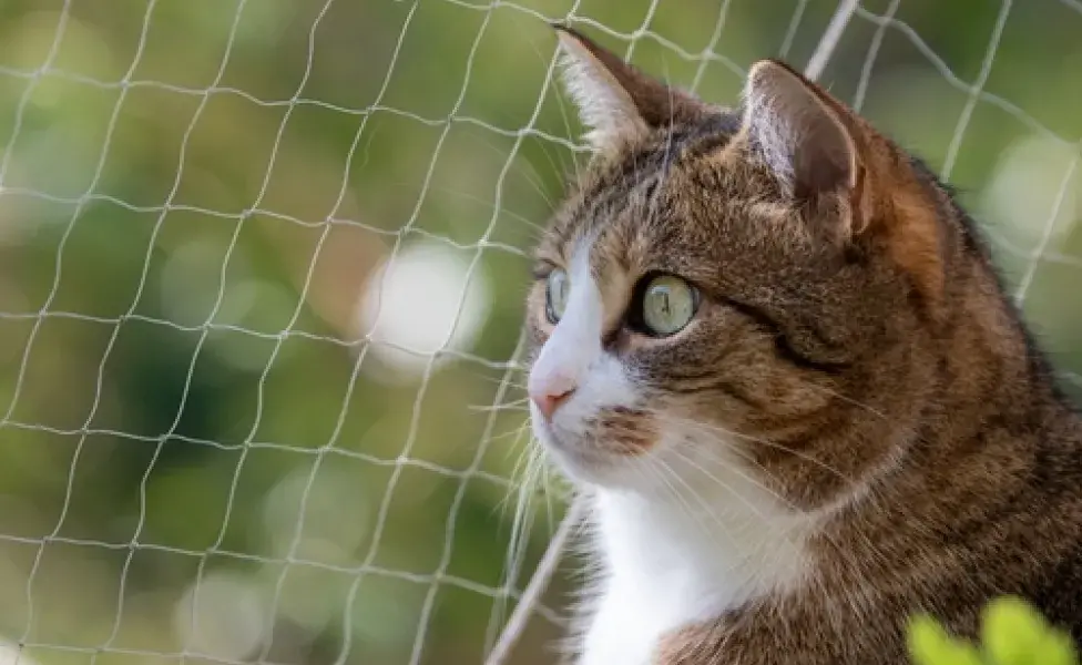 Lo ideal es que la red para gatos tenga agujeros más pequeños