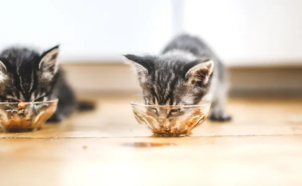 gatinhos filhotes comendo sache