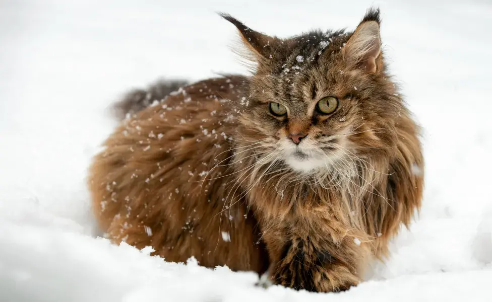 gato siberiano