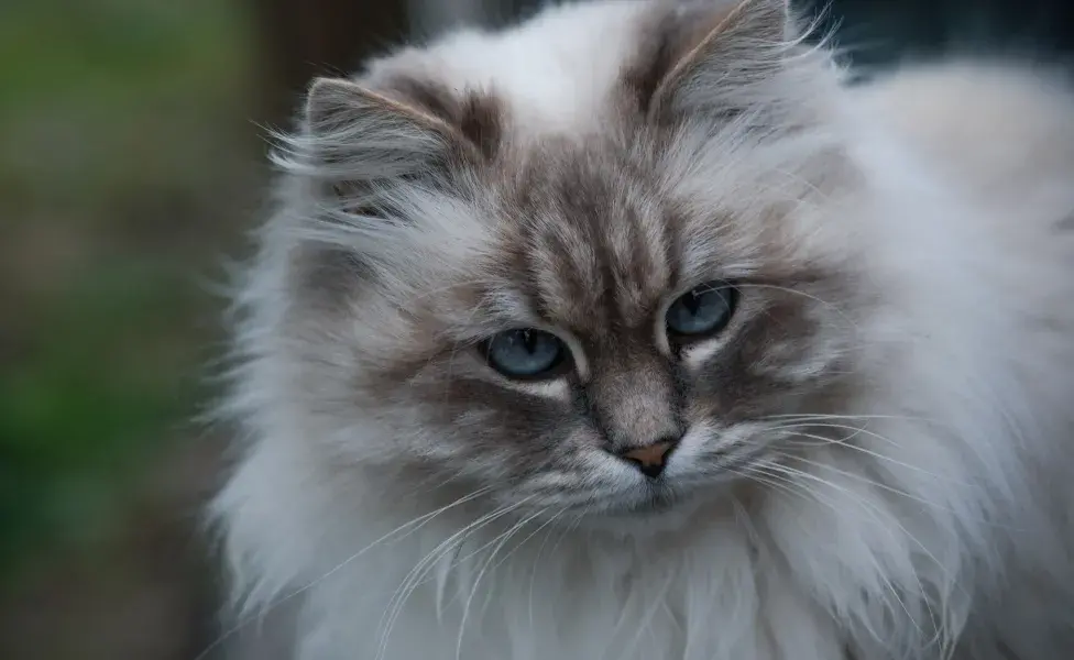 gato siberiano branco