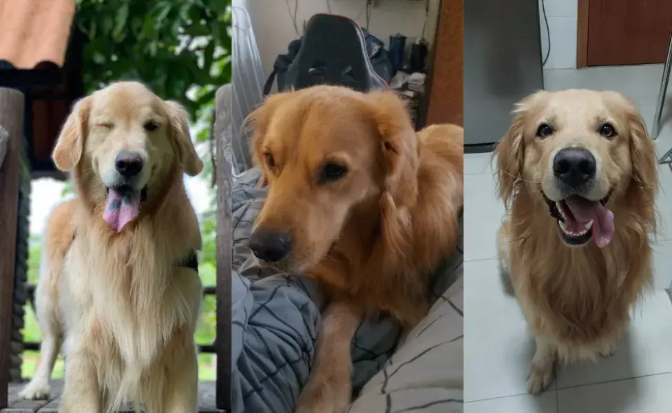 Golden Retriever: Merlin, Zion y Matuê son tres perros de raza