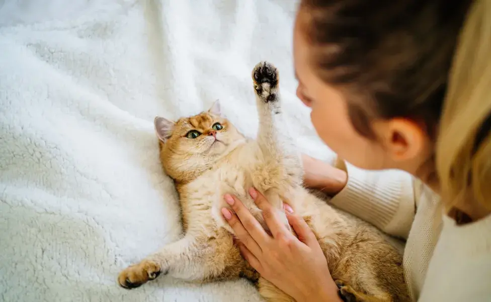 gatinho deitado na cama com tutora recebendo carinho