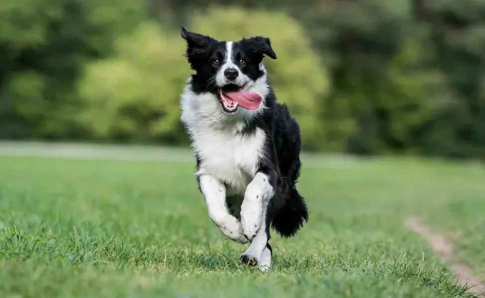 Border Collie