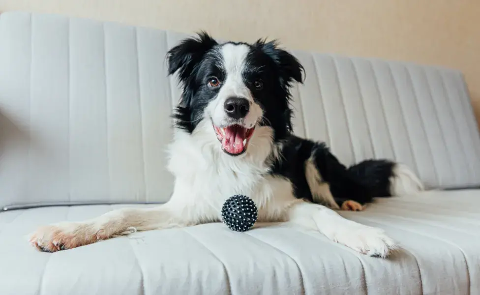 Border Collie