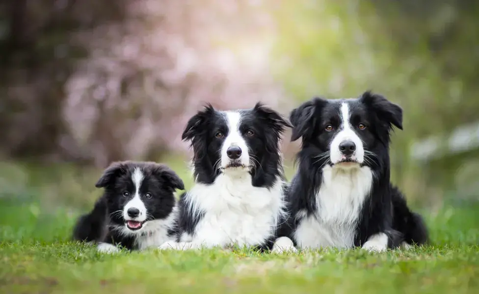 Border Collie