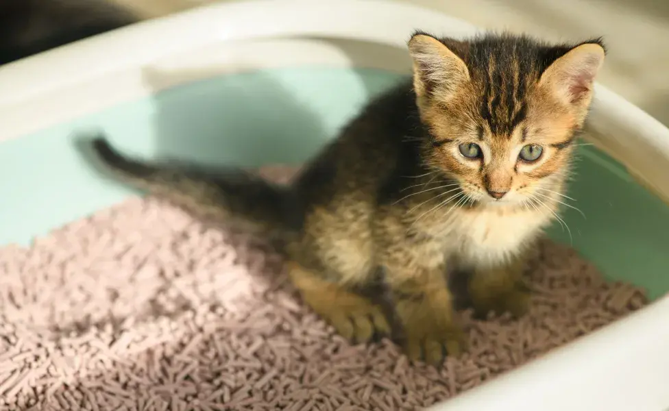 gatinho filhote na caixa de areia