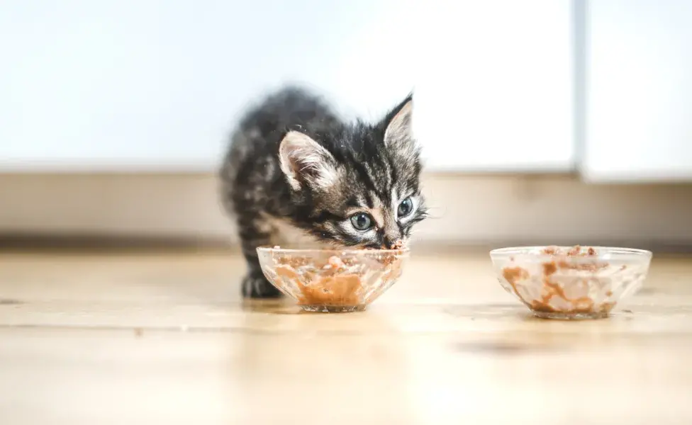 gatinho filhote comendo sachê