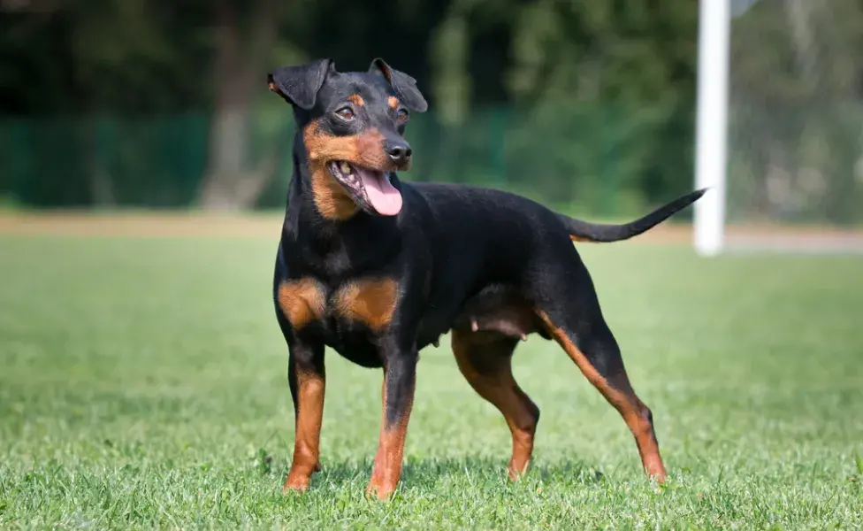 Pinscher 0, 1, 2 o miniatura