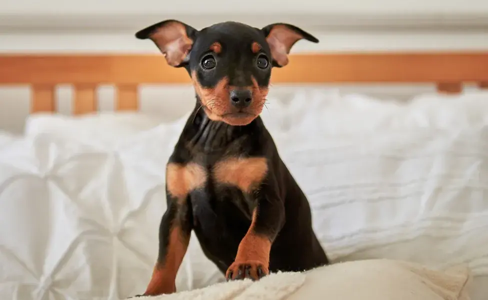 Pinscher 0, 1, 2 o miniatura