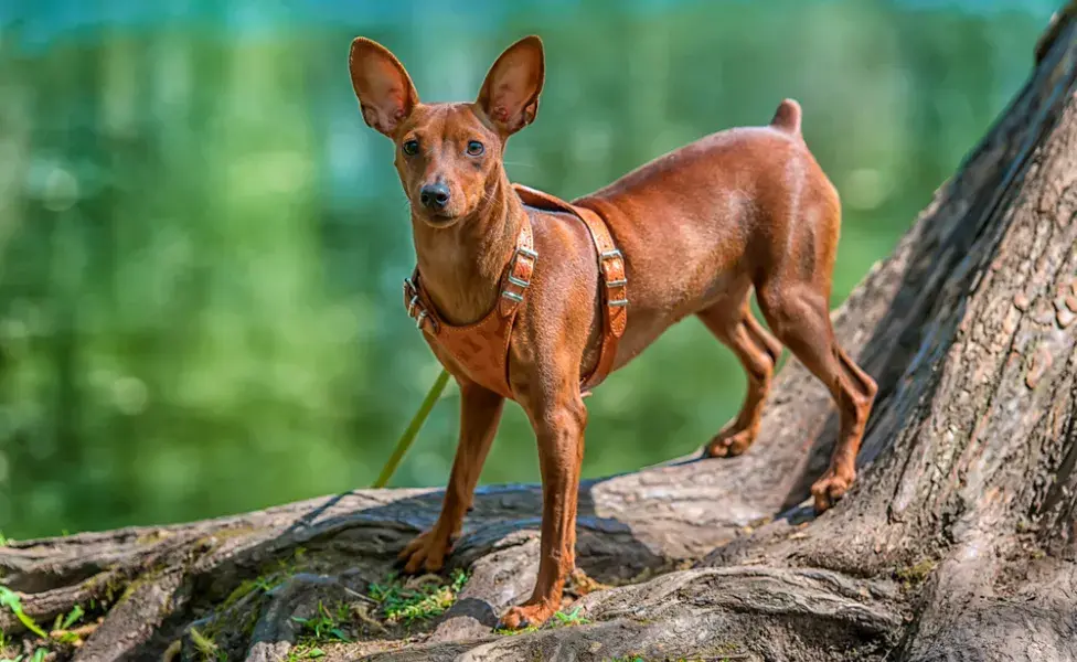 Pinscher 0, 1, 2 o miniatura