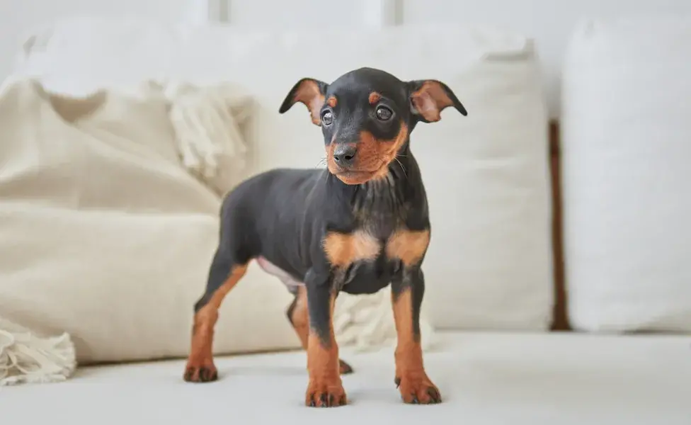 Pinscher 0, 1, 2 o miniatura