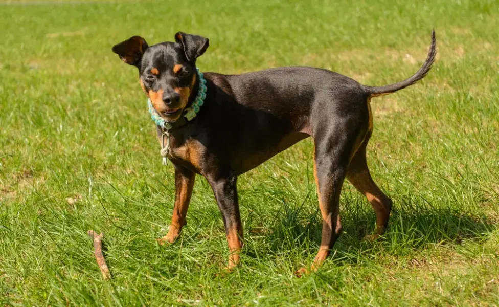 Pinscher 0, 1, 2 o miniatura