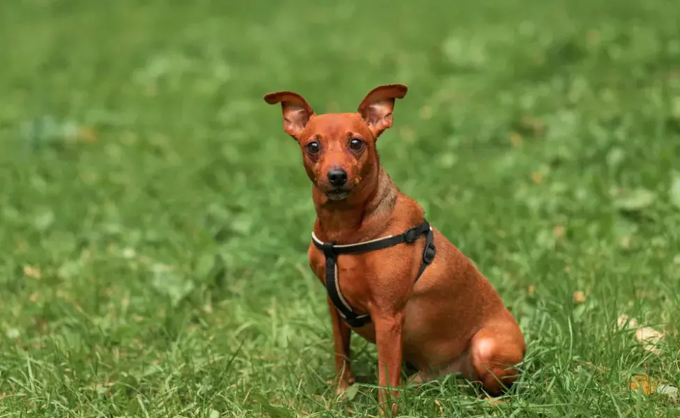 Pinscher 0, 1, 2 o miniatura