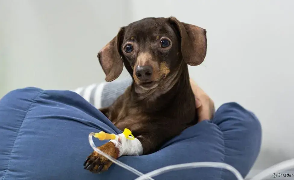 cachorro com acesso