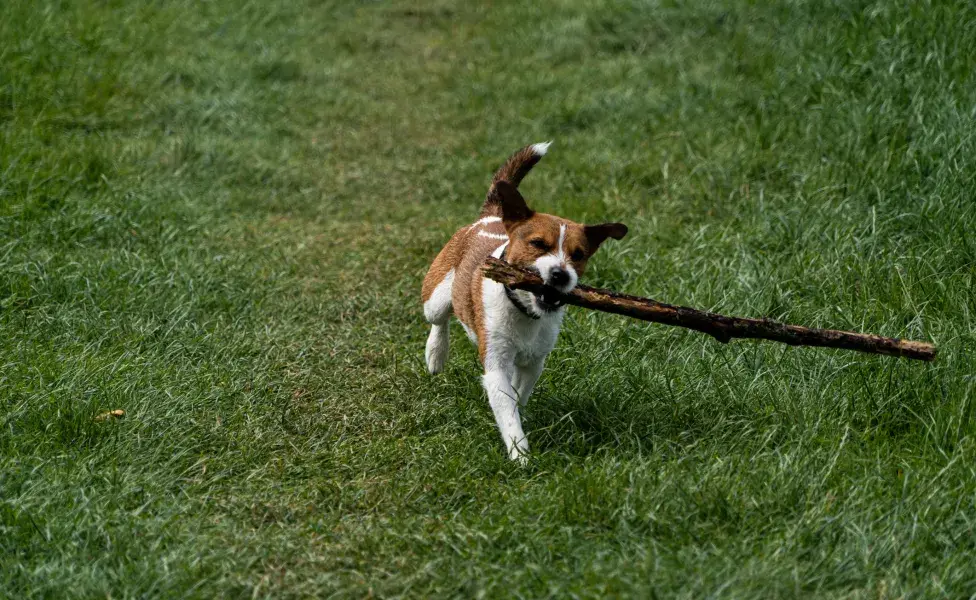 La raza Beagle es activa y divierte a la familia entera desde los primeros meses de vida
