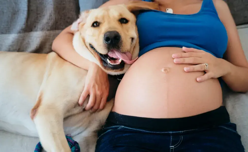 dona gravida e cachorro