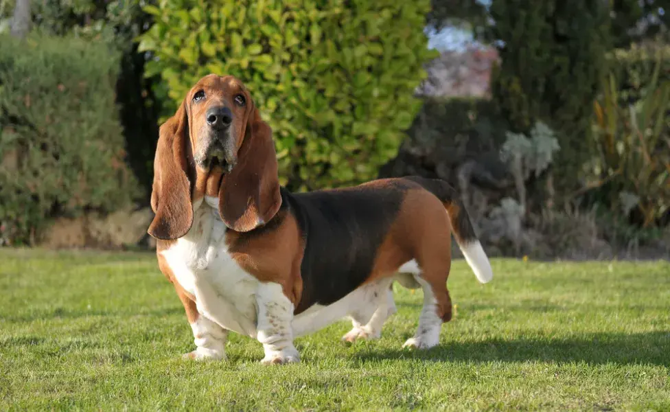 basset hound