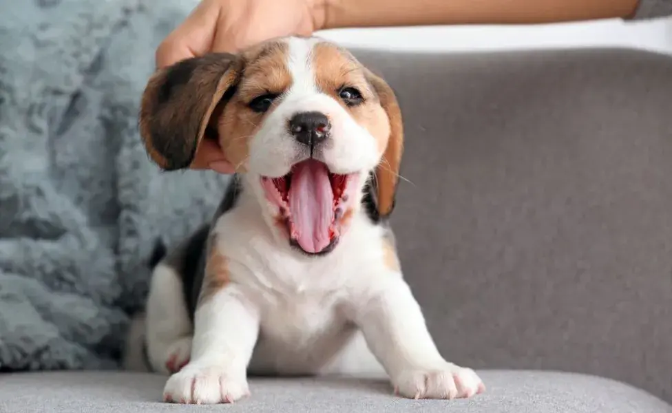 El cachorro de Beagle es muy extrovertido y se lleva bien con todo el mundo