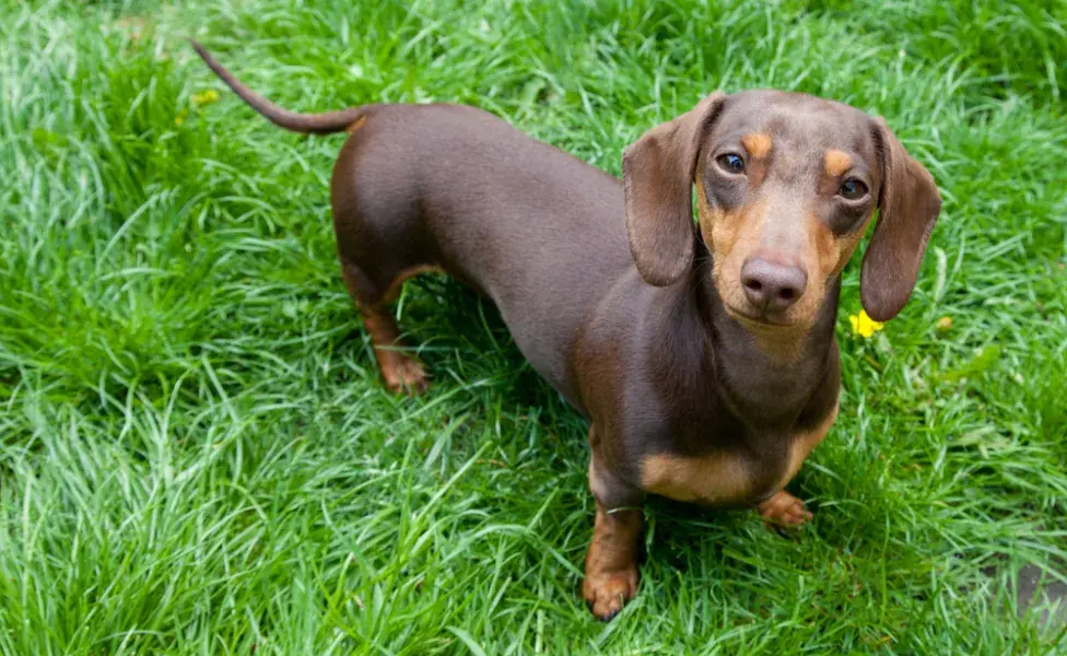 dachshund