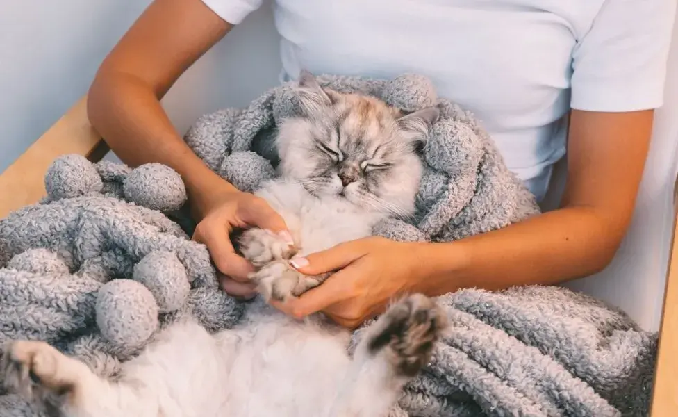 A la hora de dar remedio para gato, posiciona a la mascota entre tus piernas