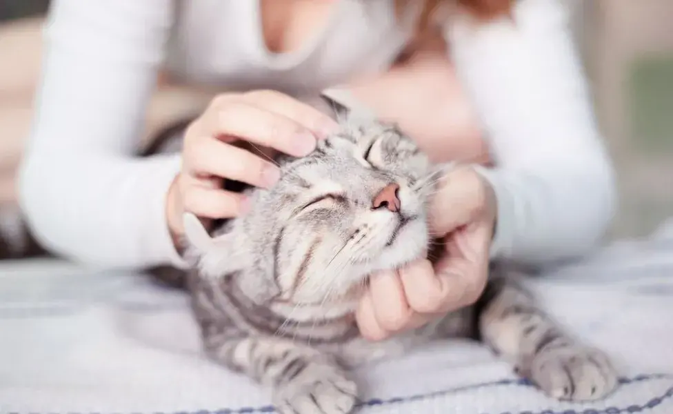 Para facilitar la hora de dar remedio para gato, la cabeza debe estar inclinada a 45º