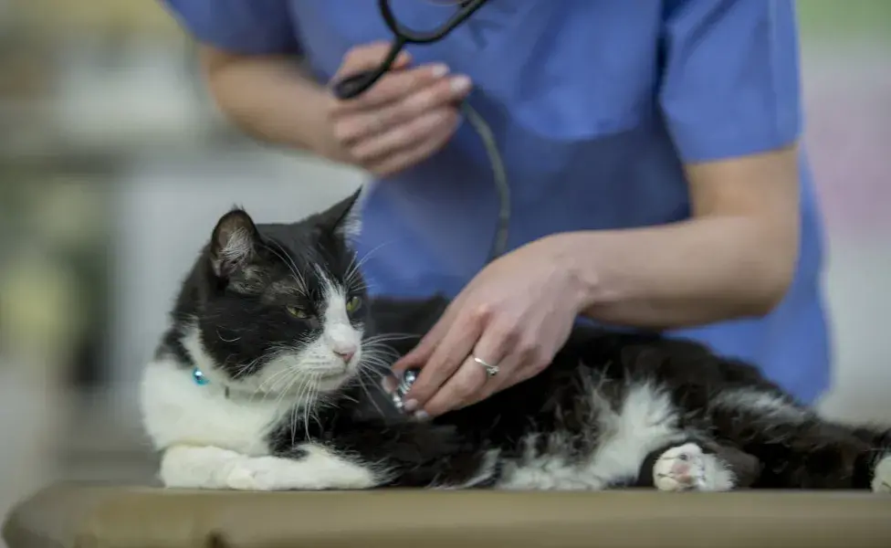 gatinho no veterinário