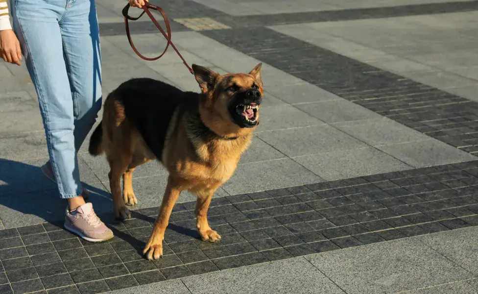 Pasear a un perro bravo requiere cautela y atención