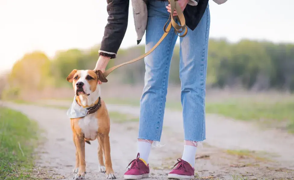 Pasear con un perro bravo no necesita ser una experiencia traumática