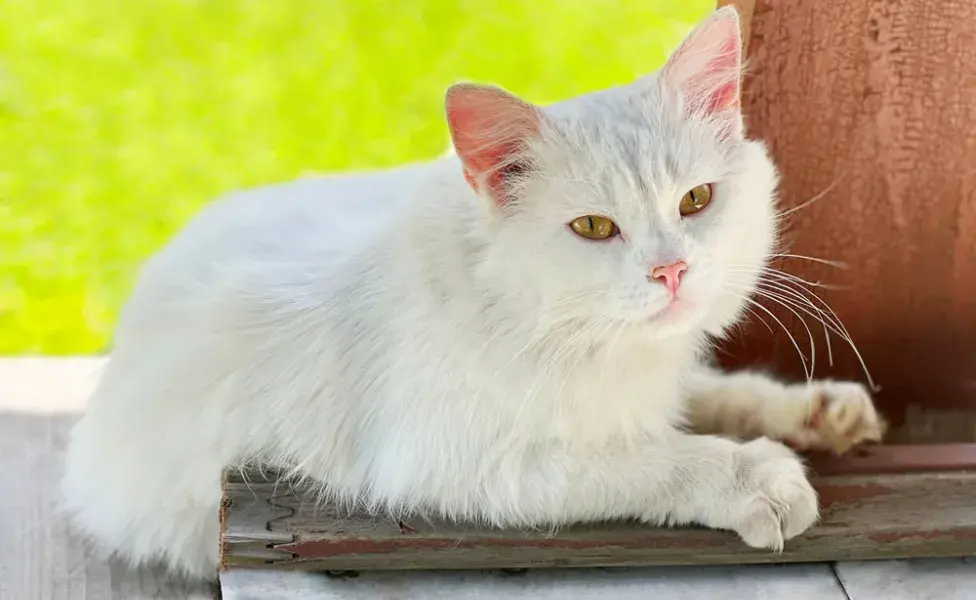 ¿Qué significa soñar con un gato?: la interpretación depende del comportamiento de la mascota 