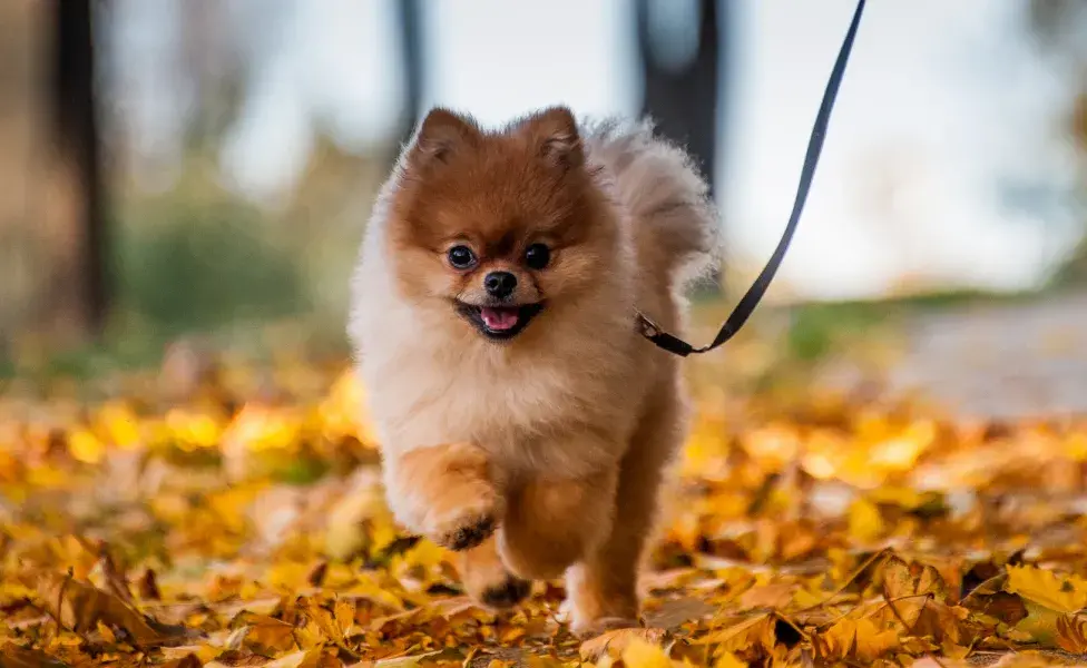 lulu da pomerânia