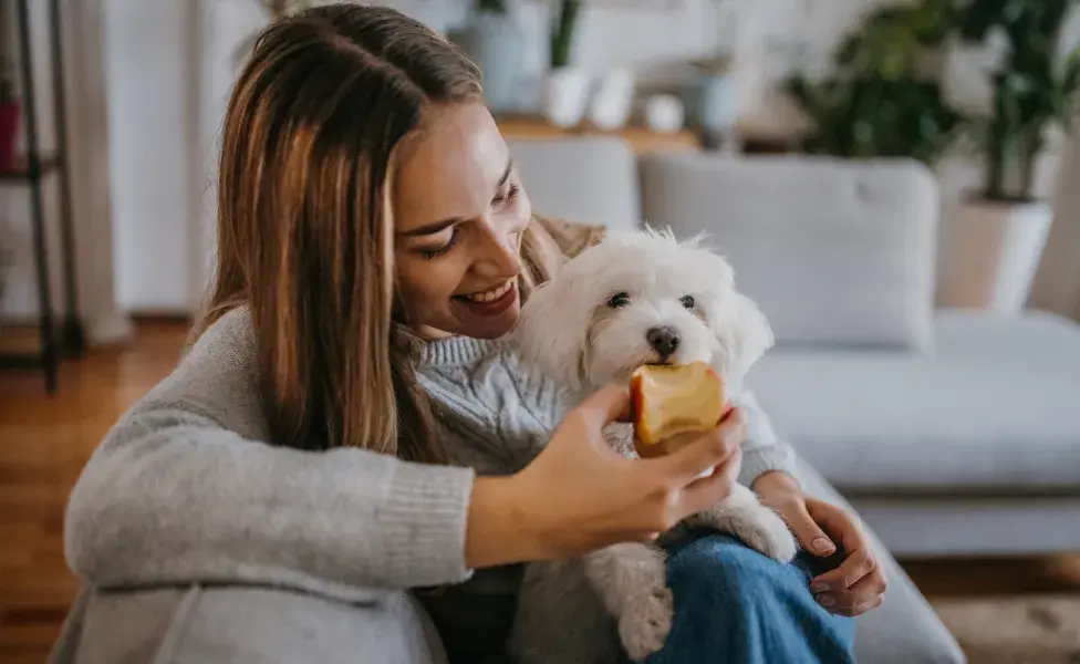 maça para cachorro