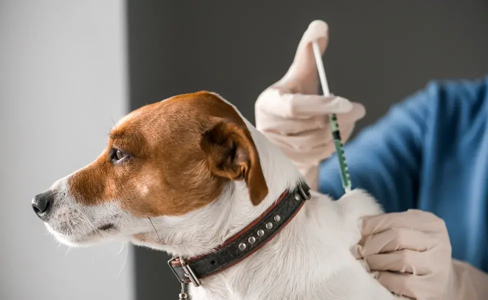 En Argentina existen tres vacunas obligatorias para todos los caninos