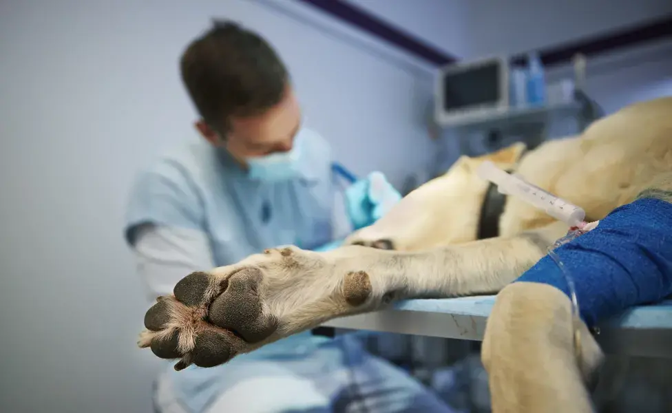 Detectar de forma temprana los síntomas de parvovirus puede salvarle la vida a tu perro