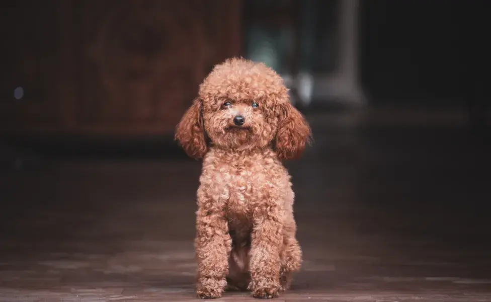 Poodle marrom