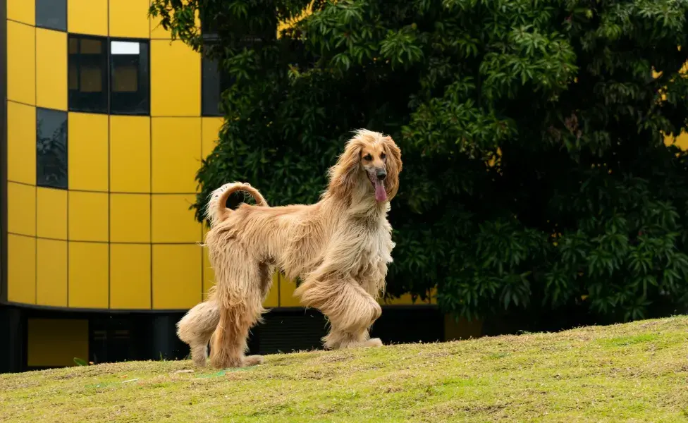 Galgo no gramado