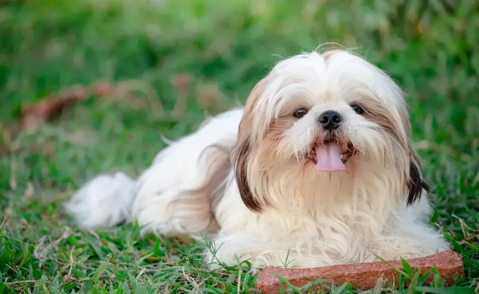 cachorro Shh Tzu deitado na grama