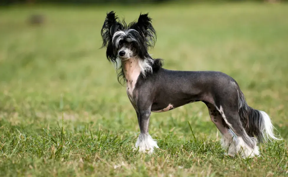 cão de crista chinês no gramado